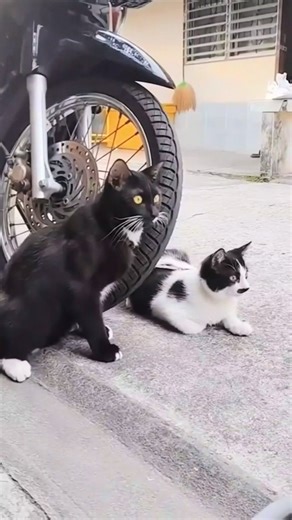 😂 #fry #goviral #sprinkle #funcat