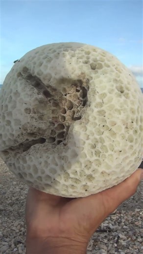 Earth shaped coral #beachcombing #beach #canadacoast