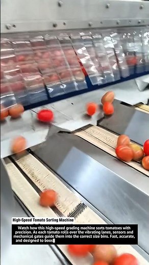 High-Speed Tomato Sorting Machine | Automatic Grading System