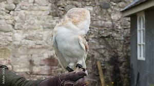 white barn tyto alba owl rests comfortably handler's glove against backdrop medieval wall garden setting historical context scene visuals nature wildlife experience