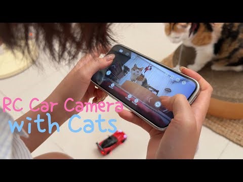 First-Person View: Playing with Cats via RC Car Camera
