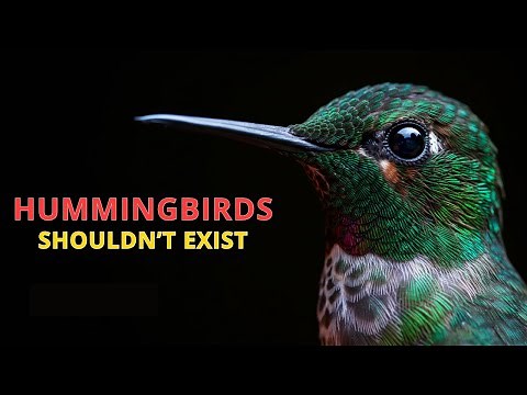 The Impossible Life of Hummingbirds
