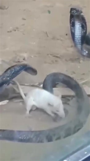 4.3K views | The mouse eats the snake | Holy Cross Catholic Charismatic Renewal Ministry | Facebook