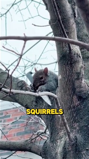Bird Feeder Finally Outsmarts Squirrels
