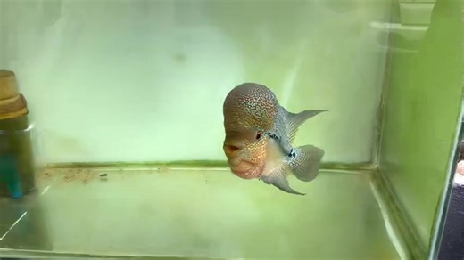 5.8K views · 138 reactions | Flowerhorn shop tour @ reborn crossbreeds | Hendrix backyard TV | Facebook