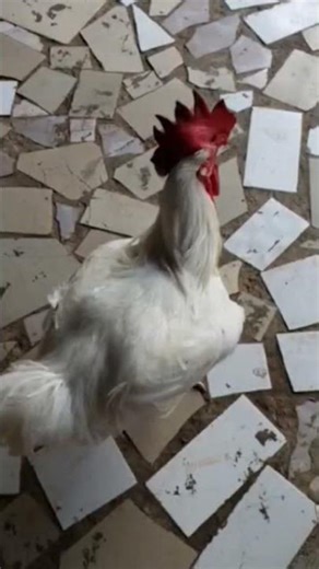 Giant African boiler chicken #chicken #poultaryfarm #viralvideo #farming