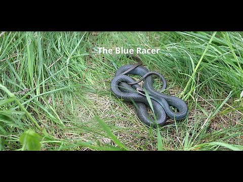The Blue Racer