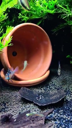 BREEDING German Blue Rams? #amazingaquarium