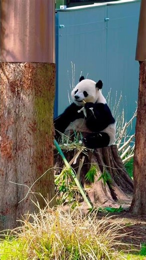 National Zoo Panda eating bamboo