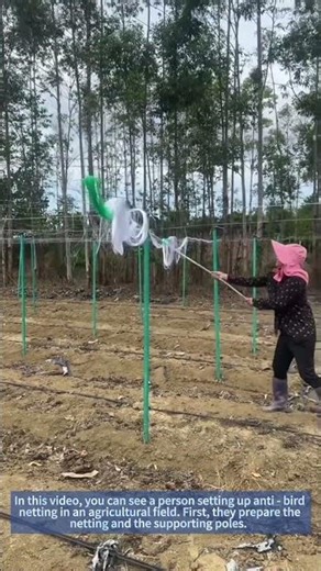 Setting Up Anti - Bird Netting in Agricultural Planting | Crop Protection