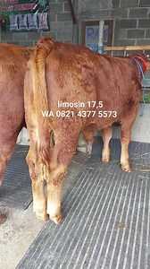 97 reactions · 10 comments | Hrg 17,5 Limosin skitar umur 8 bln #sapi #rojokoyochannel #grosirsapi #sapijumbo #sapikontes | Darmaji Rojo Koyo Chanel | Facebook