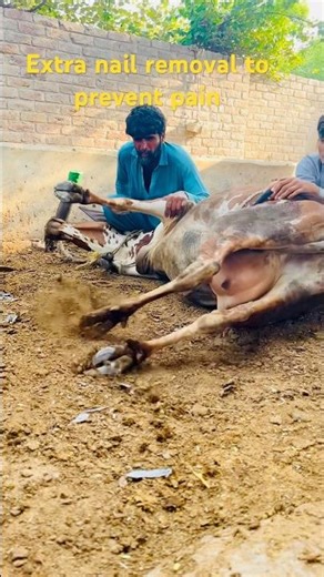 Safe Cow Nail Cutting Process | Farm Life #shorts