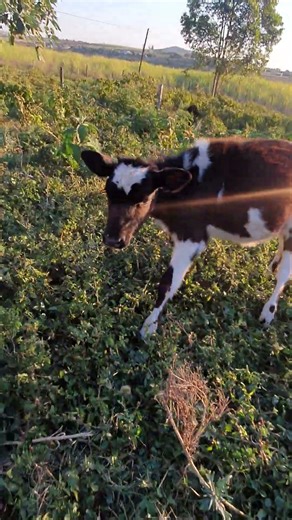 Weaner Watch: Calf Progress Check! #animals