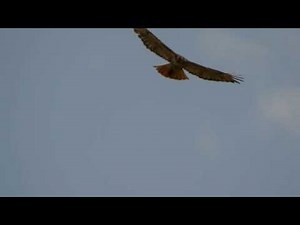 Red-tailed Hawk Soaring, 7/11/2014