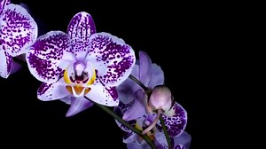 Green Crystals Meaning, Benefits & Uses for Vibrancy