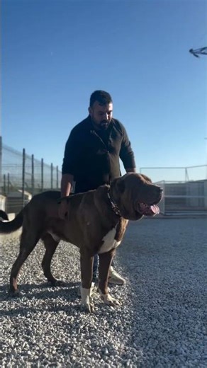 Alabai #puppy #viralvideo #dogbreed #pitbull #americanbully #pitbullmastiff #dogfight