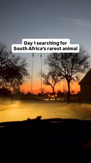 Day 1 part 2 searching fur South Africa’s rarest animal 🦔 The Pangolin! 10 days is all I have to track this animal down, follow along for the journey 🫡 #wildlife #africa #animalanomalies | Wildlife With Cookie