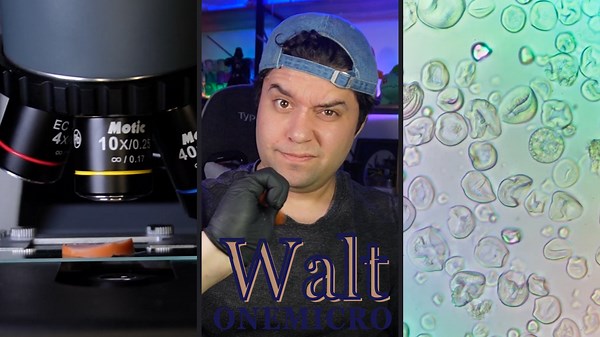 Sausage Meat Under the Microscope: 1000x Magnification