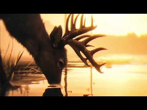 Daniel Lanois - Come Live by my Side