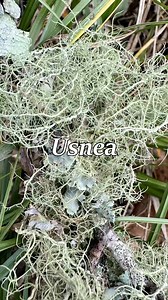 397K views · 26K reactions | This common lichen could save your life....