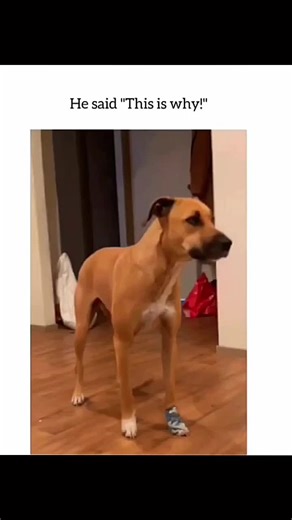 Funny and cute dogs compilation 🤣... #funnydog #funnypet #cutedog #dogoftiktok #doglover #dog