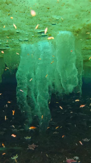Beneath Antarctic sea ice forms the brinicle, or “Finger of Death.” Super-cooled brine sinks as a dense plume, freezing seawater into a hollow downward-growing icicle at up to 30 cm per hour. Reaching the ocean floor, it unleashes a freezing cascade that instantly traps and kills starfish, sea urchins, and other bottom-dwellers. #BRINICLE | The Ancient Unexplained