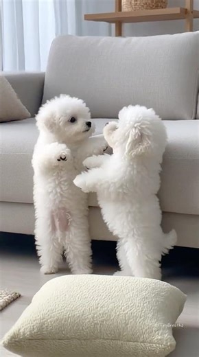 Adorable Moment of Two Fluffy Bichons