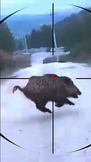 Boar Shooting 🐗