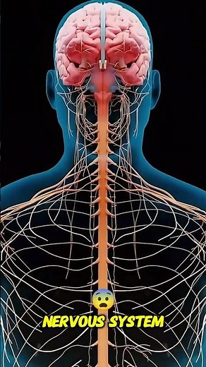 What Happens When a Rabid Dog Bites You? | Rabies Virus Explained in 3D#shorts