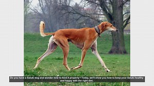 How to Properly Feed Your Saluki Dog: Tips for a Healthy Diet