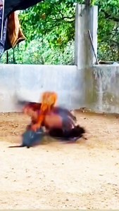 Speed and Gameness #rooster #chicken #sparring #game #speed | Jesse B Guiniling