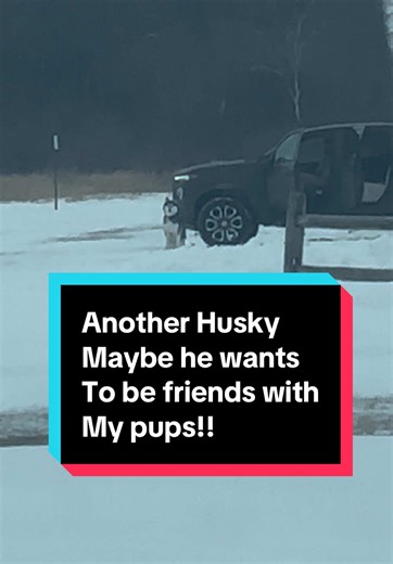 I didn’t see the leash until the guy was getting out of the truck. This park we love going to has off leash area so you never know who’s dog is properly trained off leash or someone just letting their dog off leash. So when I started filming I didn’t see the leash. But my pups love playing with other dogs! Pups need more dogs friends! #siberianhuskies #huskylife #offleashlife #huskies #dogtrainer