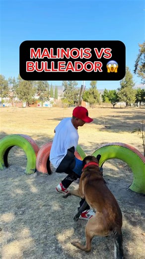 Malinois vs Bulleador 😱 | EduCan Training