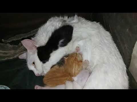 Three Orphan Kittens Find Hope After A Stranger Cat Accepts Them