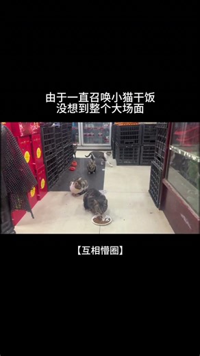 Unleash Your Cat Army: A Secret Summoning Technique Unveiled