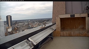 Richmond’s live Peregrine Falcon Cam, back and better than ever