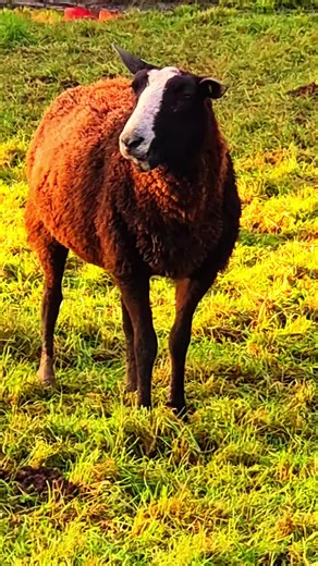 Limes Valais Blacknose Sheep (@limesvalaisblacknose)’s videos with original sound - ✊Haggis Vibez✊