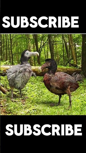 Why the Dodo Went Extinct | #amazingfacts #facts