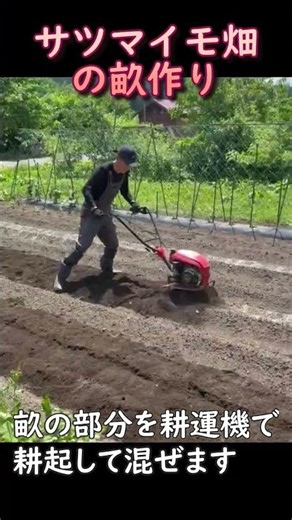 How to Prepare Sweet Potato Ridges in 1 Minute: 2026 Sweet Potato Cultivation Guide