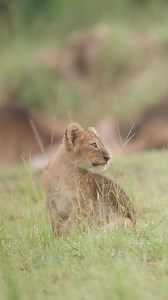 141K views · 4.7K reactions | The lion cub was scared by the sound of the bird #ceut #baby #lion #animals #africa | Animals voice | Facebook