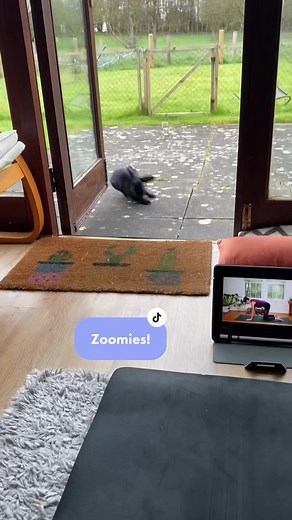 Hazel's Energetic Zoomies | Bunny Rabbit Fun