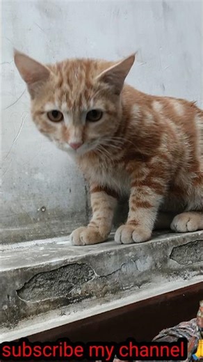 Billi ki videocute😻| catcat| videofunny| catfunny cat # funnycat fightinga#cat videoa # videoa