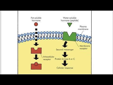 How Cyclic Adenosine monophosphate affect Protein Kinase A in action of water soluble hormone