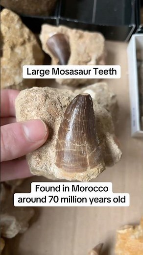 Mosasaur Teeth Fossils