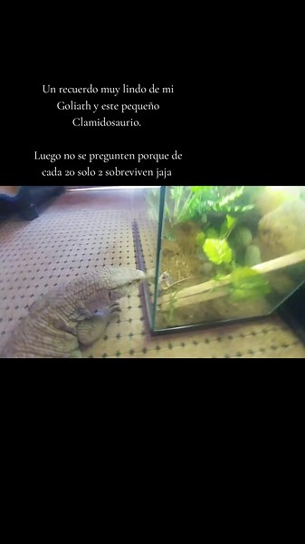 Recuerdo de Goliath y el Clamidosaurio