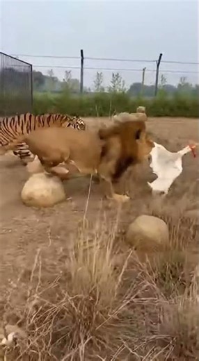 goose, lion and tiger