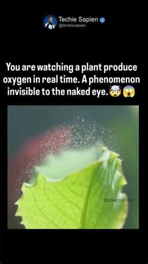Plant Producing Oxygen Caught on Camera – The Invisible Miracle of Photosynthesis Revealed 🌱🫧