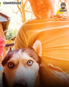 Fue Usada y Luego Olvidada 😢 la Historia de "Maya" 🐶 | Sr Gato Historias