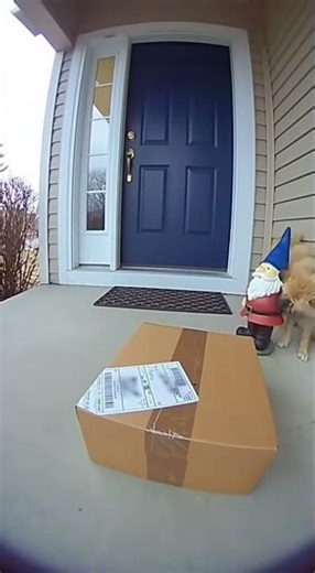 Dog's Surprise Package Tug with a Garden Gnome Thunk