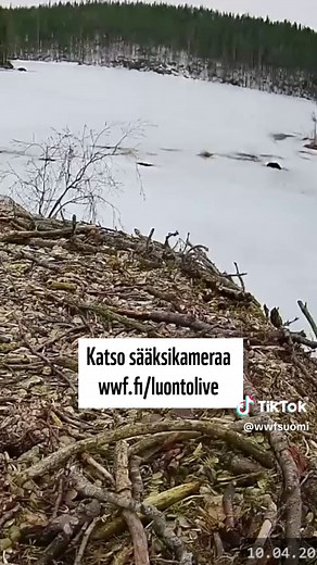 Sääksi saapui pesälle! Seuraa live-lähetystä 🌿🦅
